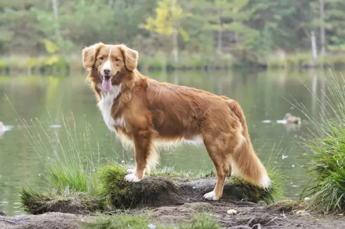 Framed Print : Nova Scotia Duck Tolling Retriever - by lake Framed Print : Nova Scotia Duck Tolling Retriever - by lake
