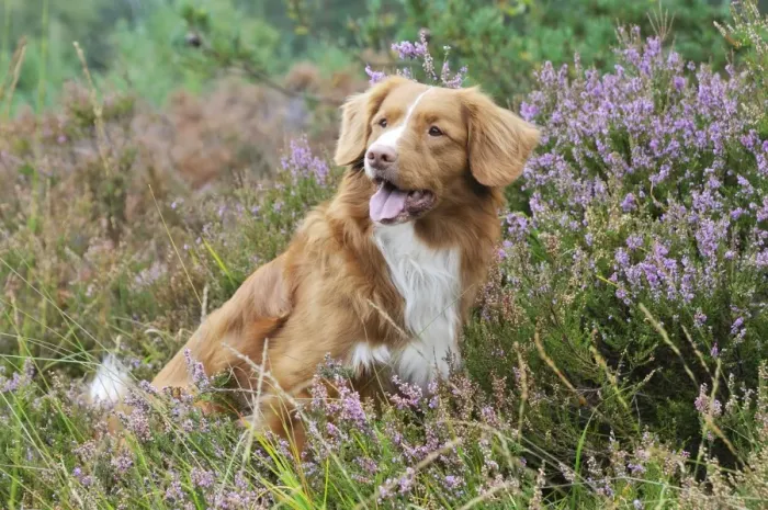 Framed Print : Nova Scotia Duck Tolling Retriever - sitting in heather Framed Print : Nova Scotia Duck Tolling Retriever - sitting in heather