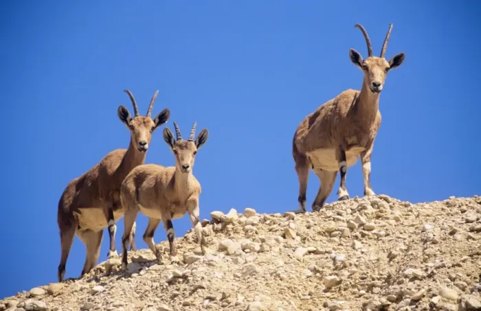 Framed Print : Nubian Ibex - x2 females with young Israel Framed Print : Nubian Ibex - x2 females with young Israel