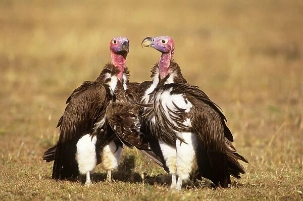 Nubian  /  Lappet-faced Vulture - courting couple Kenya, Africa