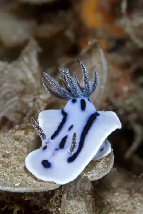 Framed Print : Nudibranch - Indonesia