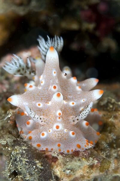 Nudibranch - Indonesia
