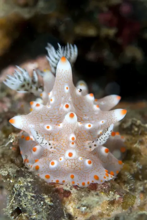 Framed Print : Nudibranch - Indonesia Framed Print : Nudibranch - Indonesia