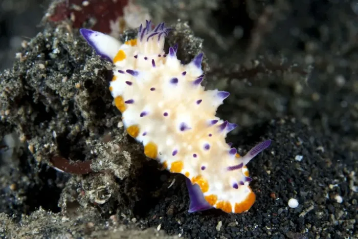 Framed Print : Nudibranch - Indonesia Framed Print : Nudibranch - Indonesia