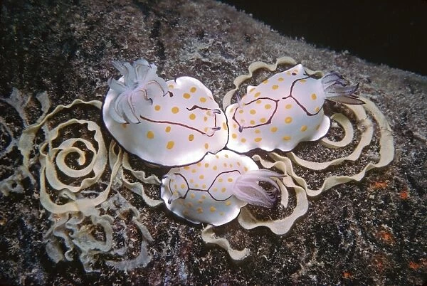 Nudibranch - Laying eggs on a destroyed oil rig at 35meters. Quatar, Arabian Gulf