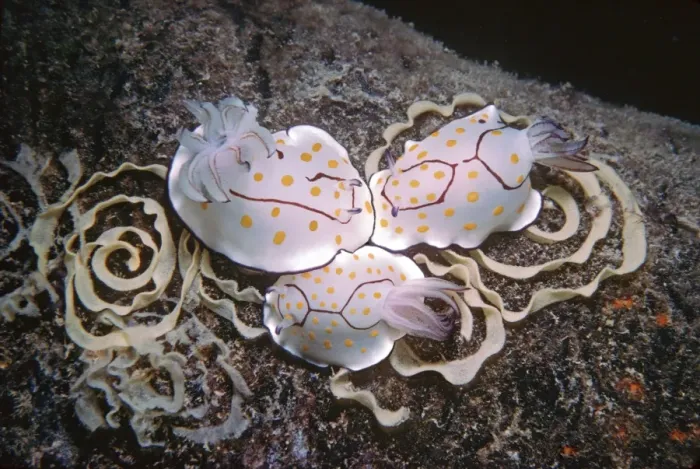Framed Print : Nudibranch - Laying eggs on a destroyed oil rig at 35meters. Quatar, Arabian Gulf Framed Print : Nudibranch - Laying eggs on a destroyed oil rig at 35meters. Quatar, Arabian Gulf