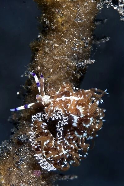 Nudibranch - laying eggs - Indonesia