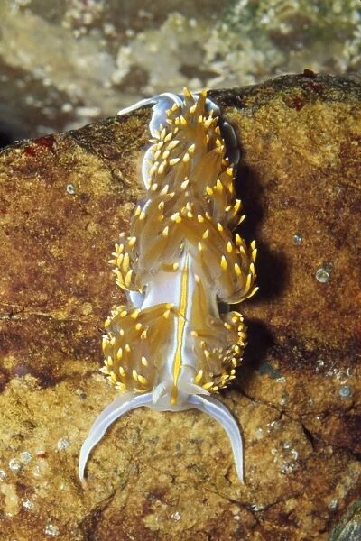 Nudibranch - Sea Slug - Santa Rosa Island California