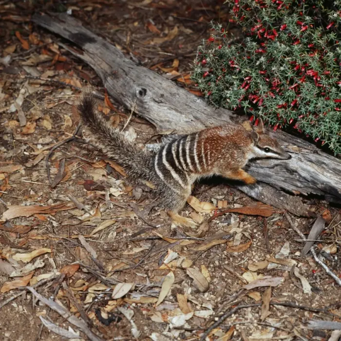 Framed Print : Numbat - Australia Framed Print : Numbat - Australia