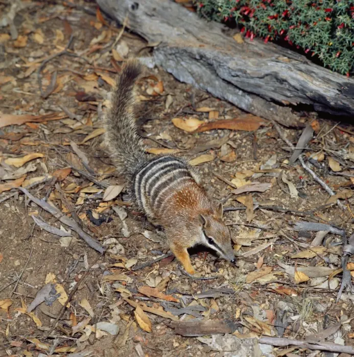 Framed Print : Numbat - amongst leaf litter Framed Print : Numbat - amongst leaf litter