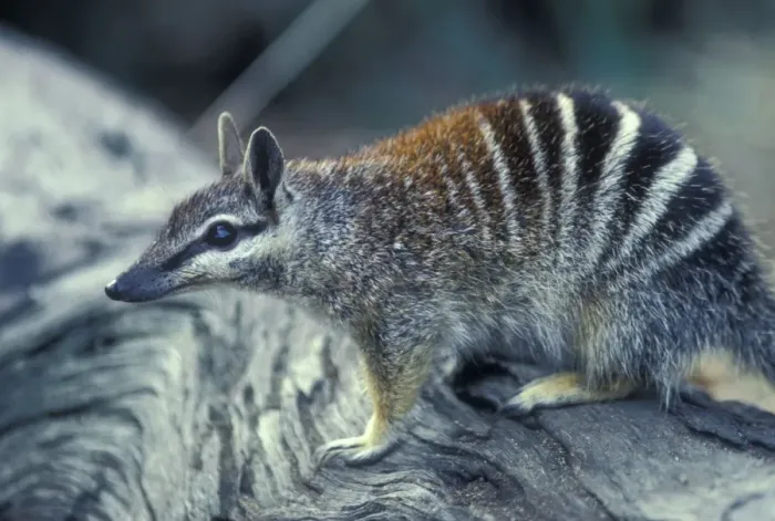 Framed Print : Numbat - Marsupial Australia