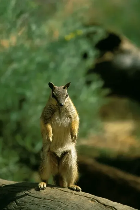 Framed Print : Numbat - Standing on hind legs - Southwest Western Australia JPF47333 Framed Print : Numbat - Standing on hind legs - Southwest Western Australia JPF47333