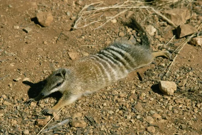 Framed Print : Numbat - sunning itself Framed Print : Numbat - sunning itself