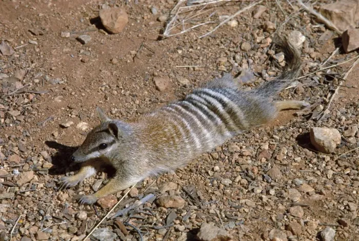 Framed Print : Numbat - Sunning itself, Southwest Western Australia JPF46560 Framed Print : Numbat - Sunning itself, Southwest Western Australia JPF46560