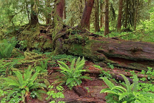 Nurse log and Big Leaf Maple tree draped with Club Moss, Hoh Rainforest, Olympic National Park, Washington State Date: 19-06-2013