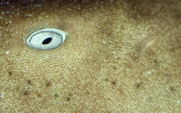Framed Print : Nurse Shark Framed Print : Nurse Shark