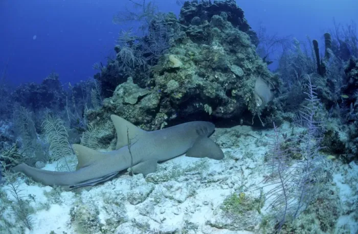 Framed Print : Nurse Shark - Bahamas Framed Print : Nurse Shark - Bahamas