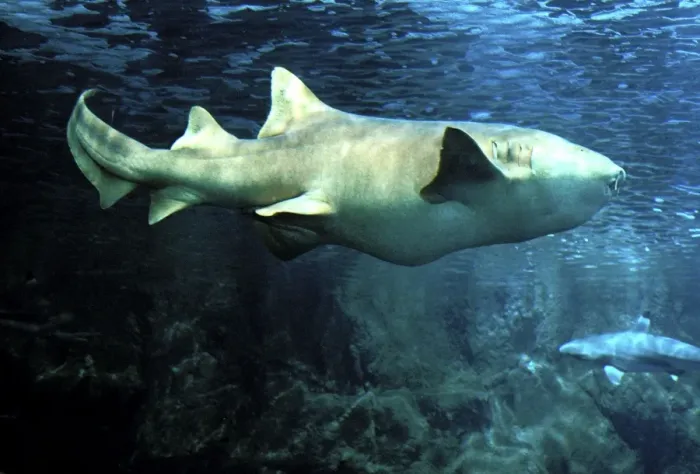 Framed Print : Nurse Shark Underwater Framed Print : Nurse Shark Underwater