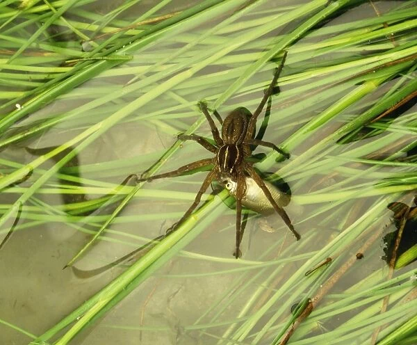 Nursery Web Spider JPF 12568 Australia Pisauridea © Jean-Paul Ferrero  /  ARDEA LONDON
