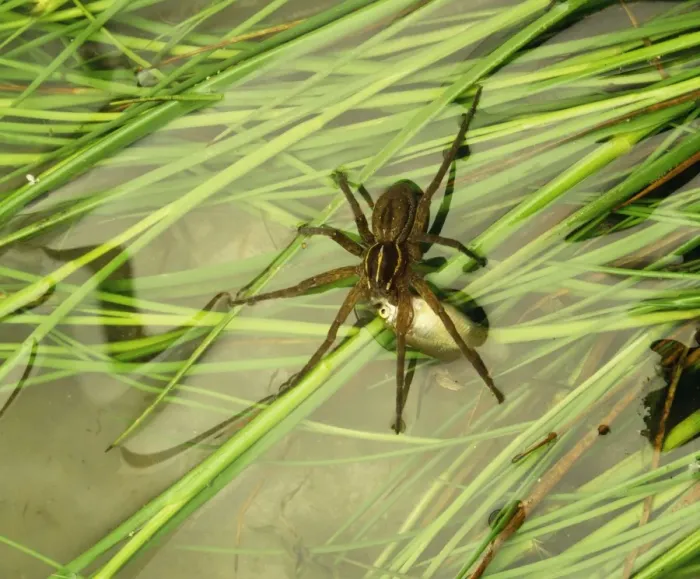 Framed Print : Nursery Web Spider JPF 12568 Australia Pisauridea © Jean-Paul Ferrero / ARDEA LONDON Framed Print : Nursery Web Spider JPF 12568 Australia Pisauridea © Jean-Paul Ferrero / ARDEA LONDON