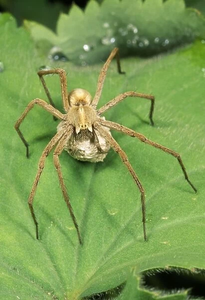 Nursery-web Spider UK