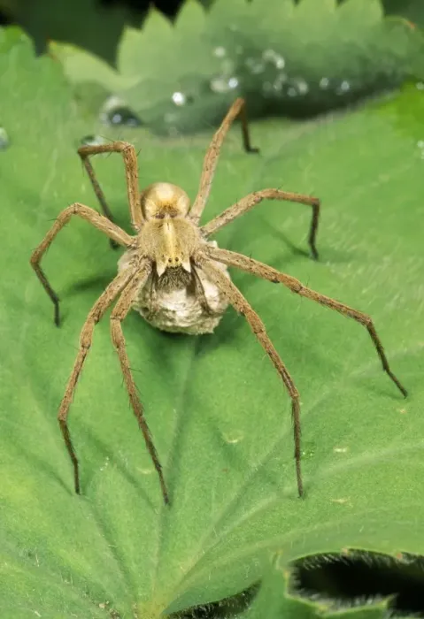 Framed Print : Nursery-web Spider UK Framed Print : Nursery-web Spider UK