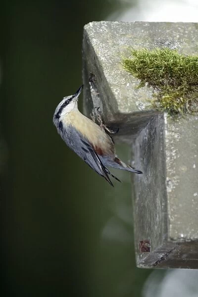 Nuthatch - at artificial nestbox entrance, in parkland, Lower Saxony, Germany