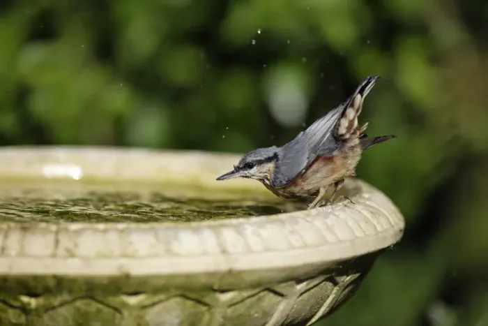 Framed Print : Nuthatch - bathing in bird-bath, Lower Saxony, Germany Framed Print : Nuthatch - bathing in bird-bath, Lower Saxony, Germany