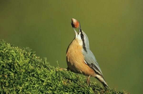 Nuthatch - carrying hasel nut in beak