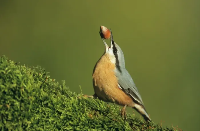 Framed Print : Nuthatch - carrying hasel nut in beak