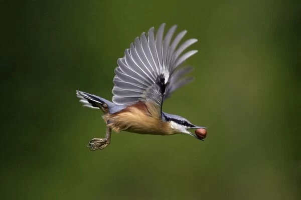 Nuthatch - In flight with nut in beak Lower Saxony, Germany