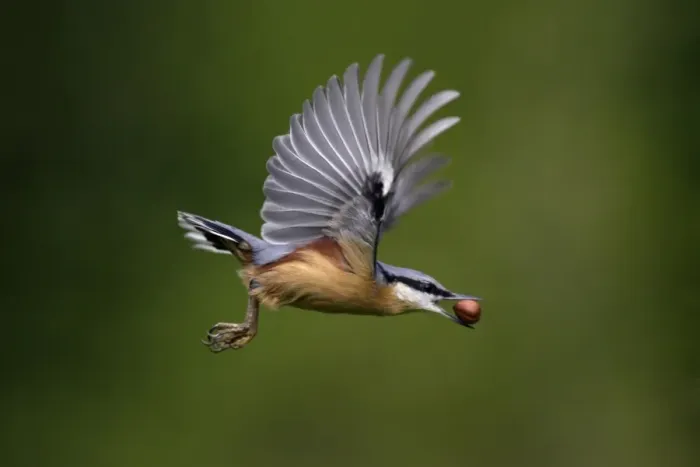 Framed Print : Nuthatch - In flight with nut in beak Lower Saxony, Germany Framed Print : Nuthatch - In flight with nut in beak Lower Saxony, Germany