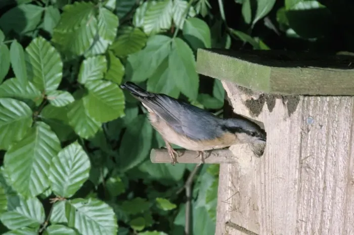 Framed Print : Nuthatch - at nest box Framed Print : Nuthatch - at nest box