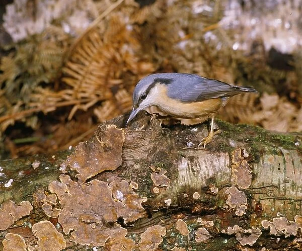 Nuthatch - perched on Fungi covered log Sussex, UK