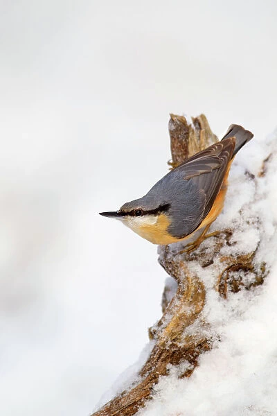Nuthatch - portrait on a snow covered old stump - December - Cannock Chase - Staffordshire - England