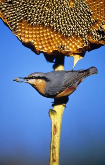 Framed Print : Nuthatch - On ripened sunflower head
