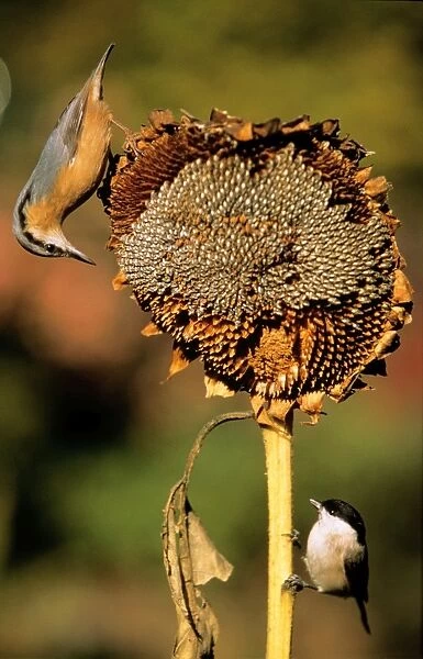 Nuthatch - on ripened sunflower head with Marsh Tit (Parus palustris)