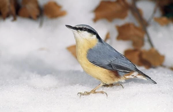 Nuthatch - searching for food in snow