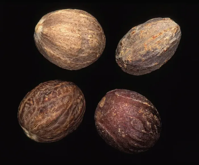 Framed Print : Nutmeg. PPG-1721. Nutmeg. Myristica fragrans Framed Print : Nutmeg. PPG-1721. Nutmeg. Myristica fragrans