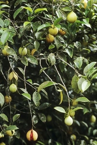 Nutmeg - bush with fruit