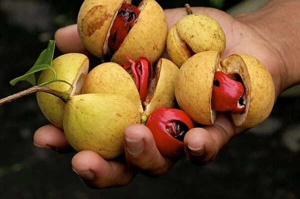 Nutmeg - fruit Nutmeg and Mace in hand after picking