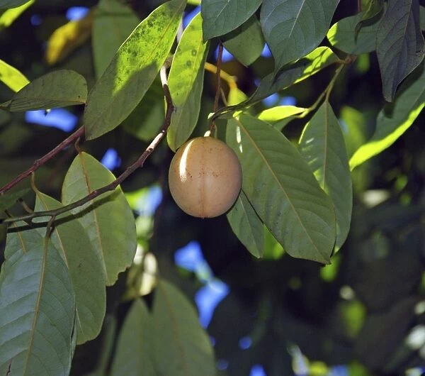 Nutmeg, growing in St Lucia, but widespread in the tropics, originally from the Moluccas