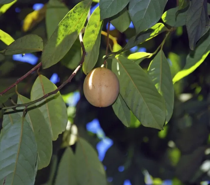 Framed Print : Nutmeg, growing in St Lucia, but widespread in the tropics, originally from the Moluccas Framed Print : Nutmeg, growing in St Lucia, but widespread in the tropics, originally from the Moluccas