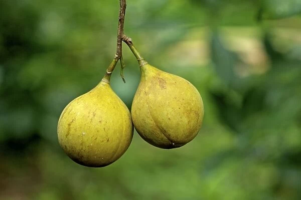 Nutmeg - on the tree - Spice Islands - Indonesia