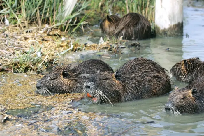 Framed Print : Nutria / Coypu - group. Pont de Gau Bird Park - Camargue - Provence - France Framed Print : Nutria / Coypu - group. Pont de Gau Bird Park - Camargue - Provence - France