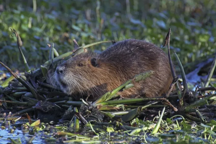 Framed Print : Nutria / Coypu - Louisiana - USA Framed Print : Nutria / Coypu - Louisiana - USA