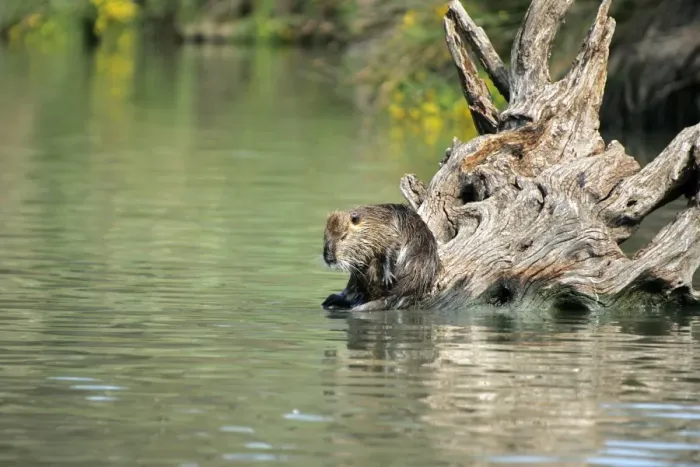 Framed Print : Nutria / Coypu - sitting by water. Pont de Gau Bird Park - Camargue - Provence - France Framed Print : Nutria / Coypu - sitting by water. Pont de Gau Bird Park - Camargue - Provence - France