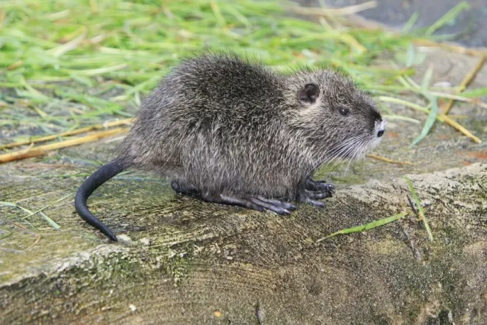 Framed Print : Nutria / Coypu - young animal, distribution - North America, Europe, Asia, Africa Framed Print : Nutria / Coypu - young animal, distribution - North America, Europe, Asia, Africa