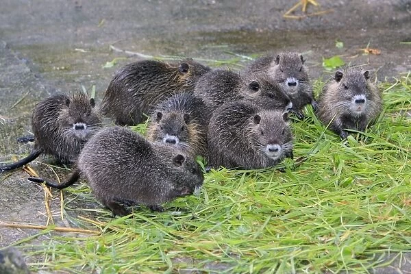 Nutria  /  Coypu - young animals feeding on grass, distribution - North America, Europe, Asia, Africa