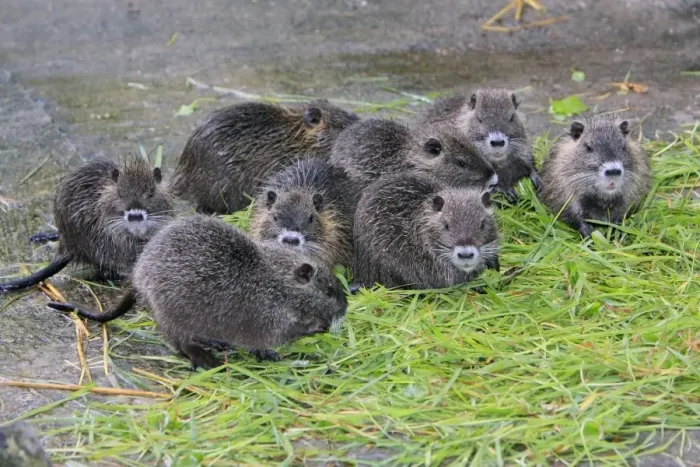 Framed Print : Nutria / Coypu - young animals feeding on grass, distribution - North America, Europe, Asia, Africa Framed Print : Nutria / Coypu - young animals feeding on grass, distribution - North America, Europe, Asia, Africa